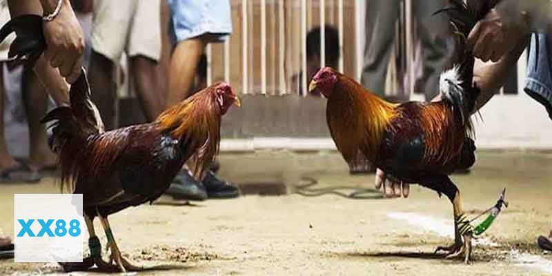 Đá Gà Thomo - Cách hiểu đơn giản cho người mới
