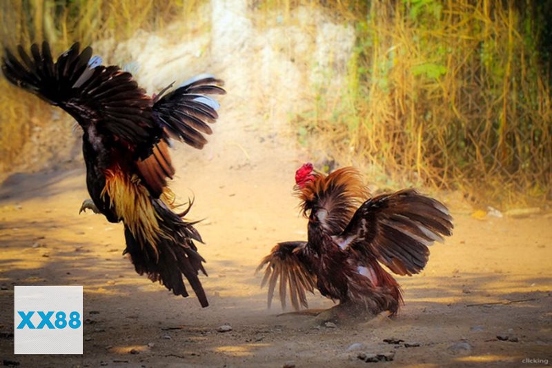 Đá Gà Thomo - Cựa tròn: dễ quan sát lối đá hơn