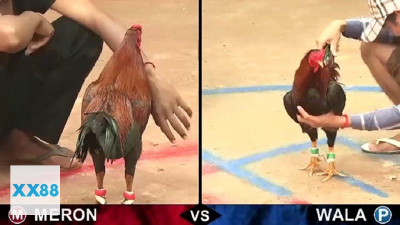 Luật Đá Gà - Bản chất của quy định trong đá gà