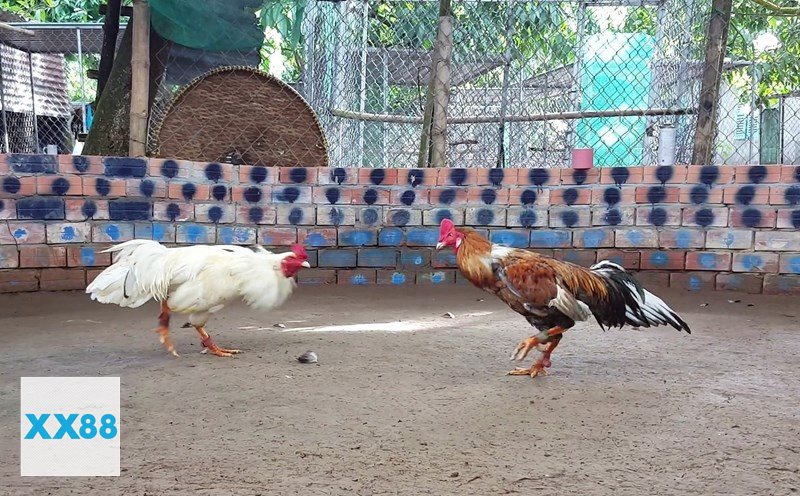 Đá Gà Thomo - Cựa sắt: tốc độ cao, kết quả nhanh